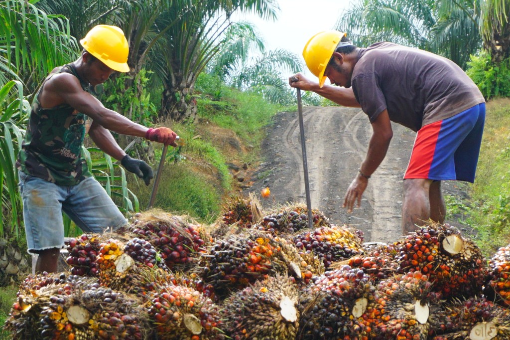 パーム油を収穫している作業員がトラックの荷台で果実を取り扱う様子